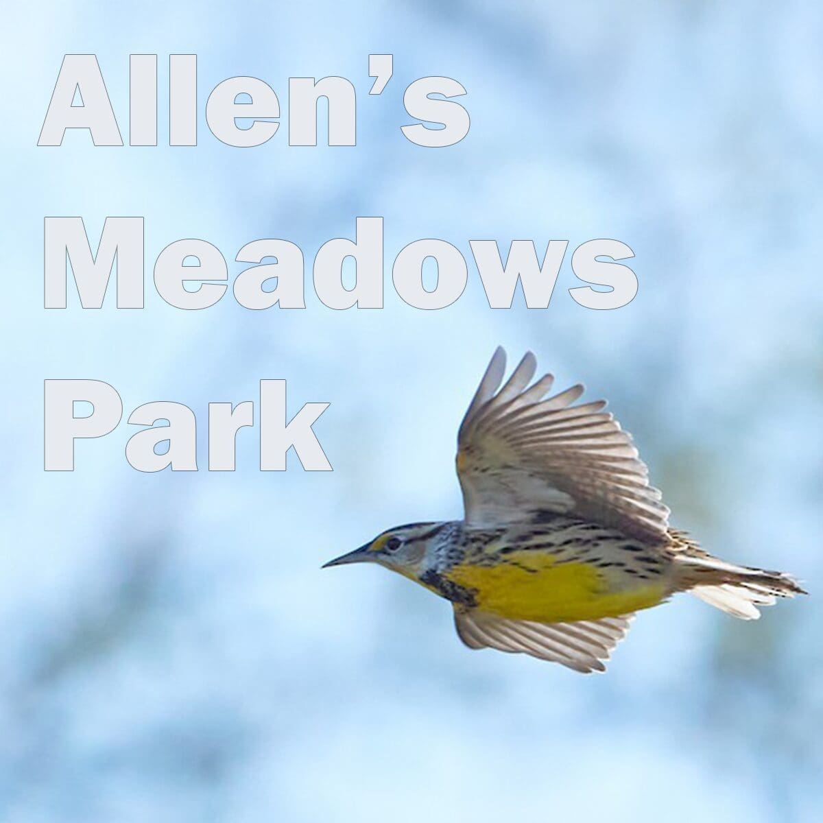 Allens