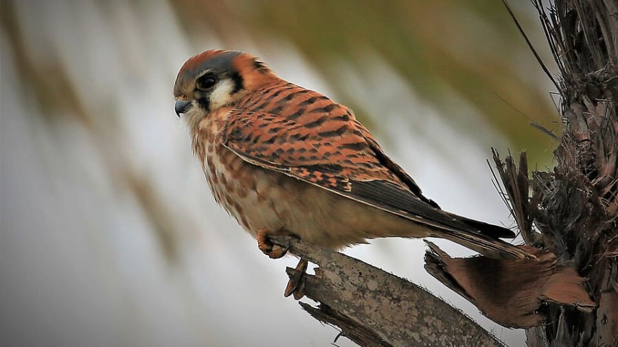 American_Kestrel_Wiki American Kestrel, Wikipedia