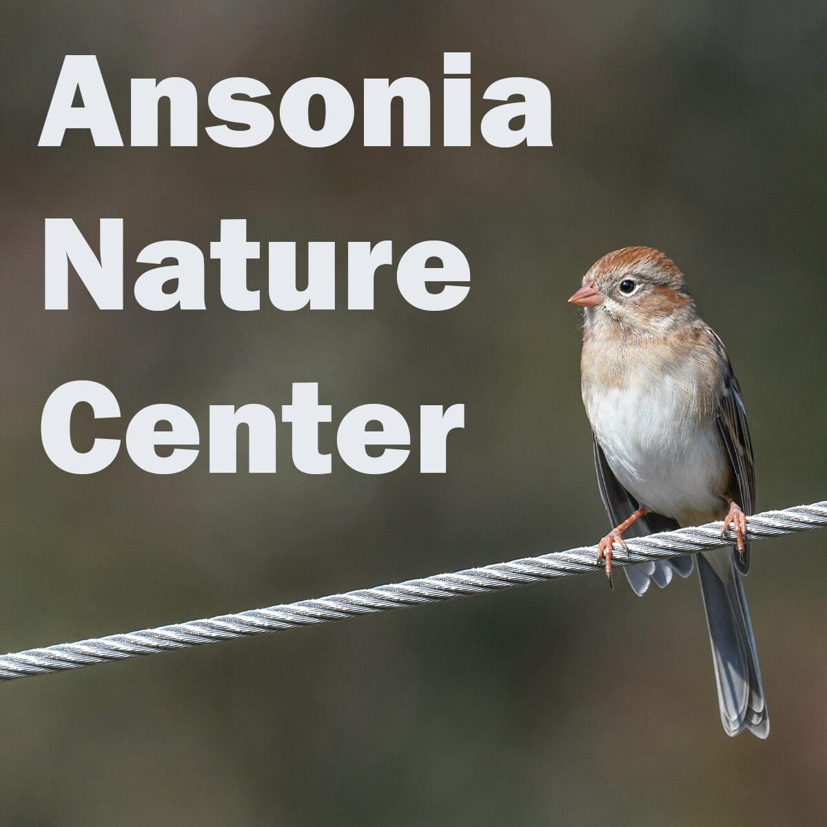 AnsoniaNatureCenter