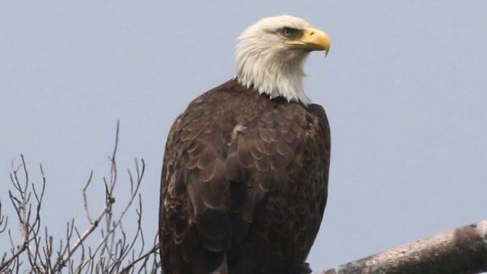 Bald Eagle, adult perched (Haliaeetus leucocephalus)