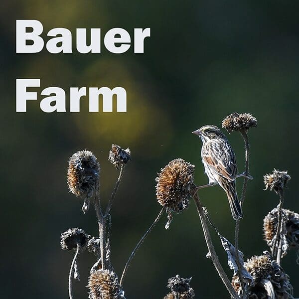 BauerFarm