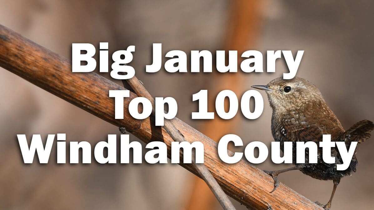 BigJanuary_HIghCounts-Windham_1196x673