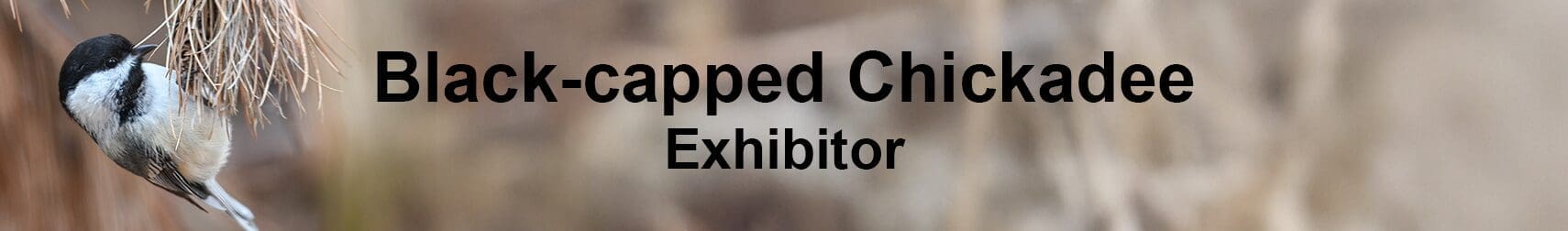 BlackcappedChickadee