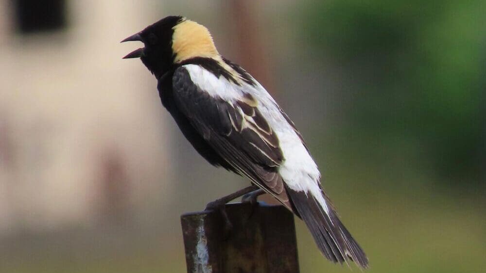 Bobolink