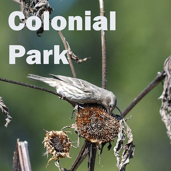 ColonialPark