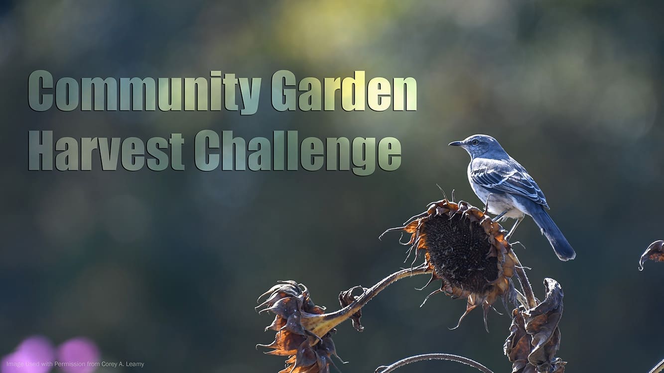 CommunityGarden-header_20241009_130250_cal-t