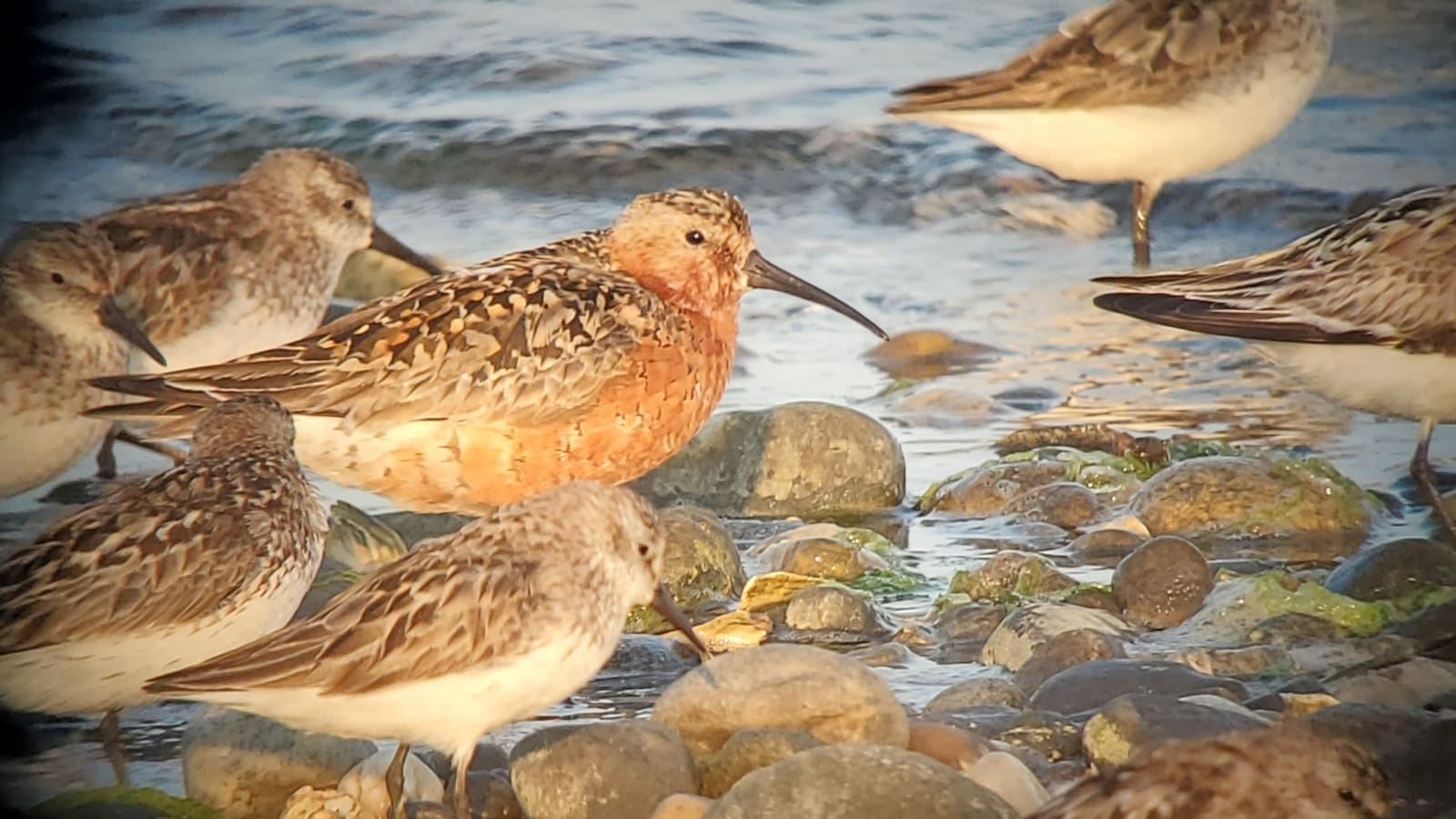 CurlewSandpiper-FrankGallo1