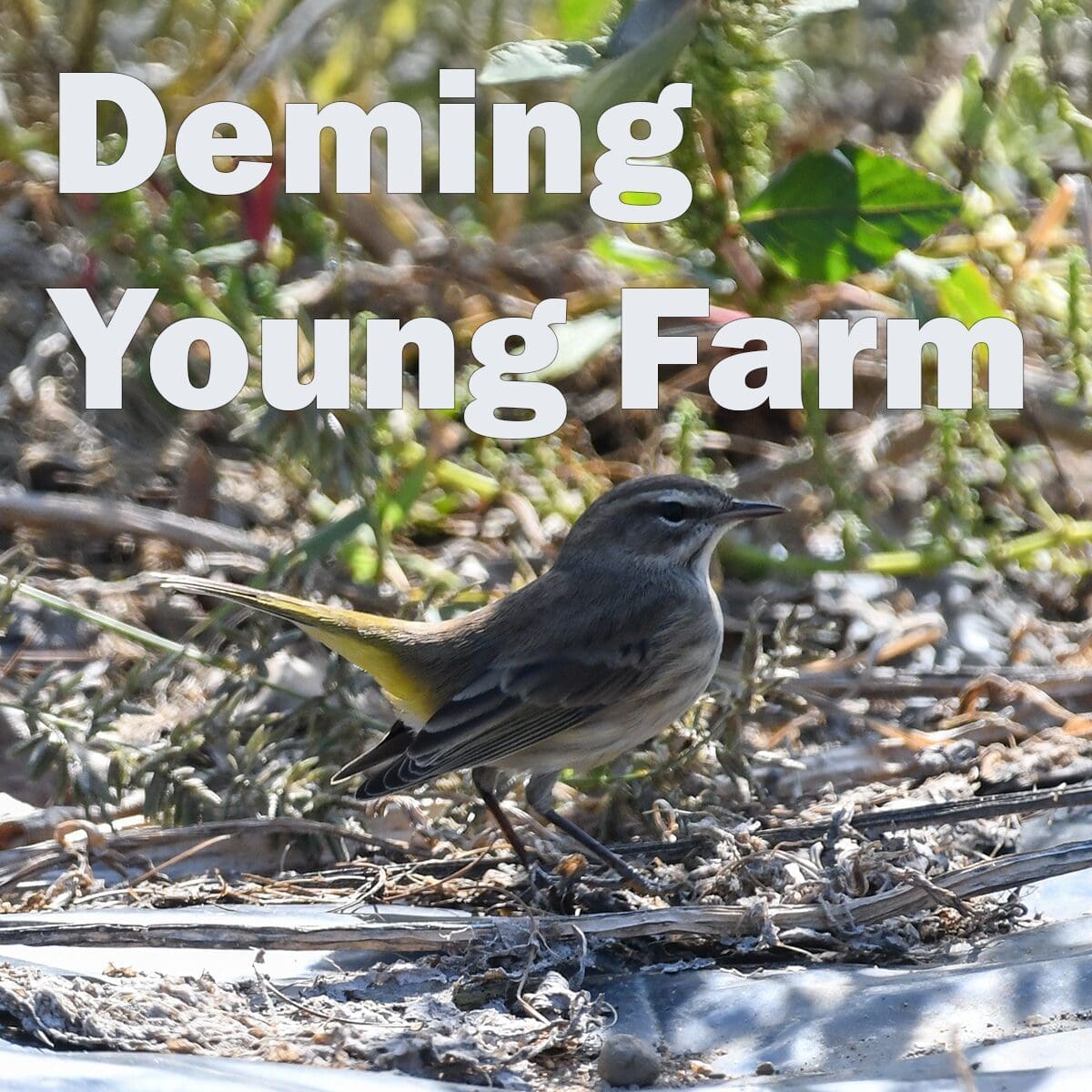 Deming