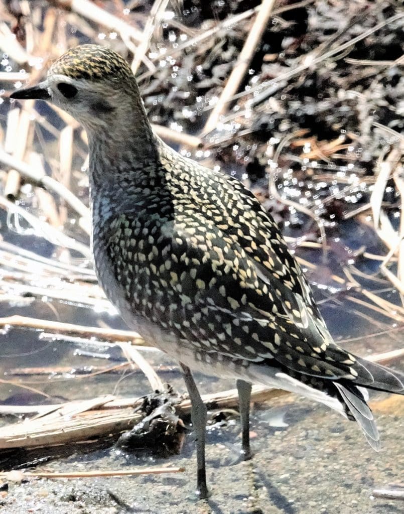 American Golden Plover. Greenwich Point Park, Old Greenwich, CT. September 2020. Photo by C Ehlinger