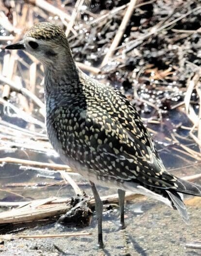 American Golden Plover. Greenwich Point Park, Old Greenwich, CT. September 2020. Photo by C Ehlinger