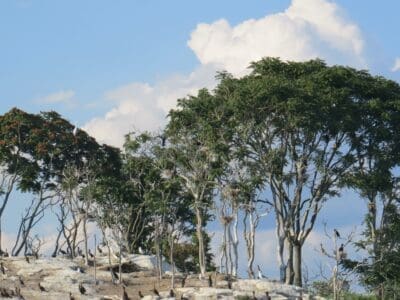 Island birds
