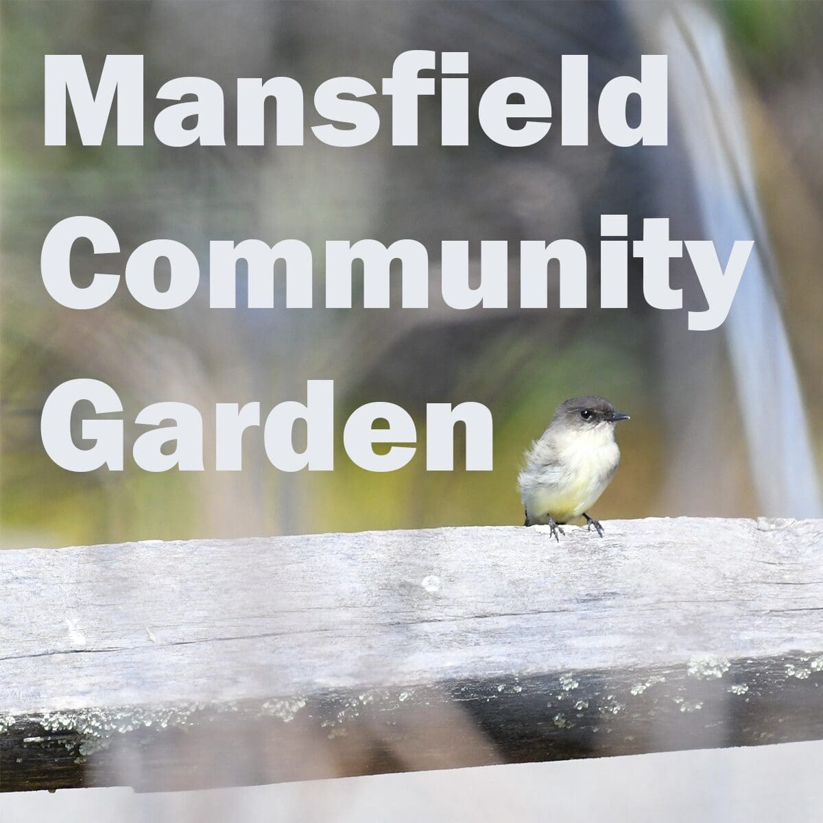 Mansfield