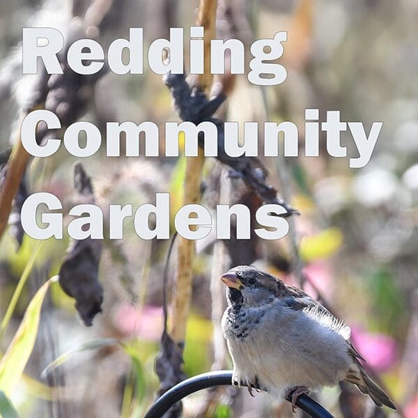 Redding