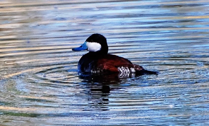 Ruddy Duck C Ehlinger