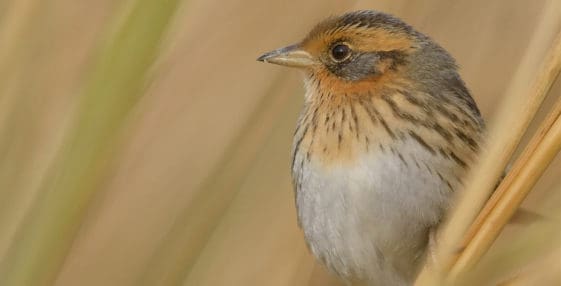 Saltmarsh Sparrow, Mike Kilpatrick. Audubon