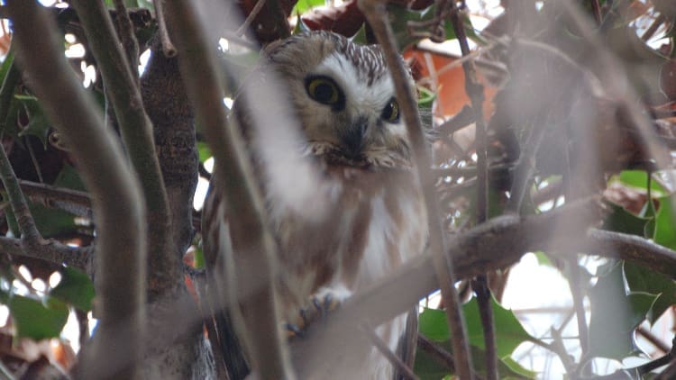 Saw-Whet Owl Greenwich Point 01.03.2015