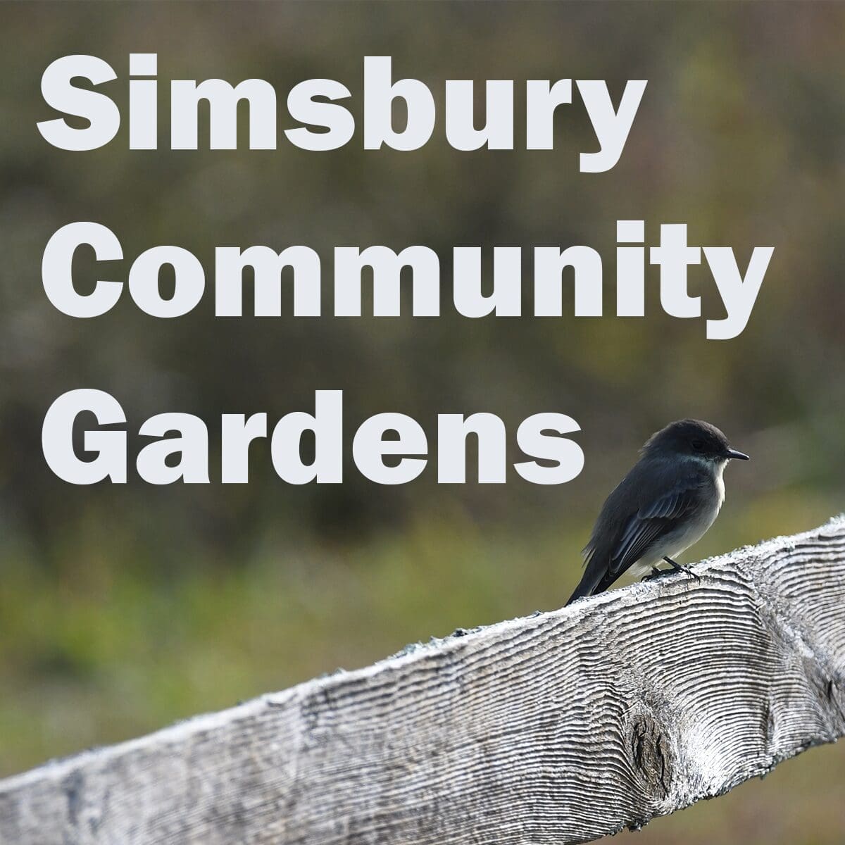 Simsbury