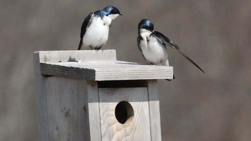 Swallow Nest box