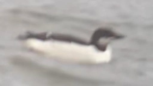 Thick-billed Murre.01.17.2022 Patrick Dugan