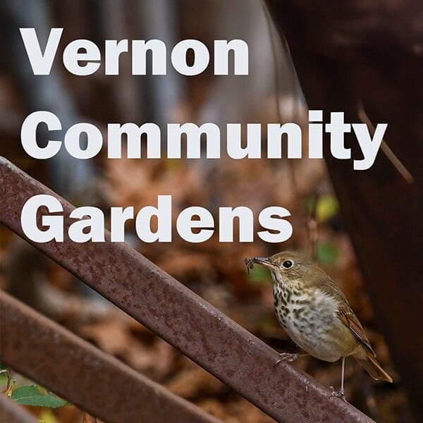 Vernon