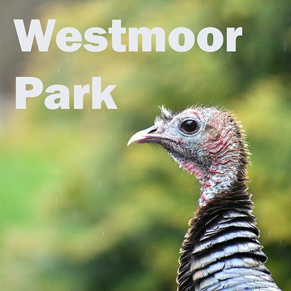 Westmoor