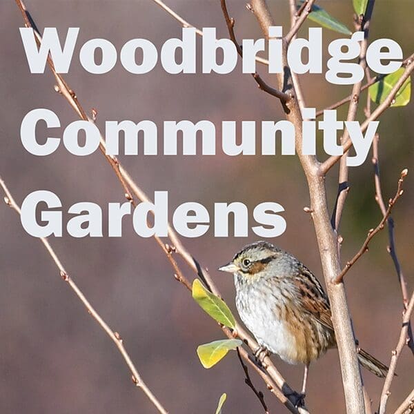 Woodbridge