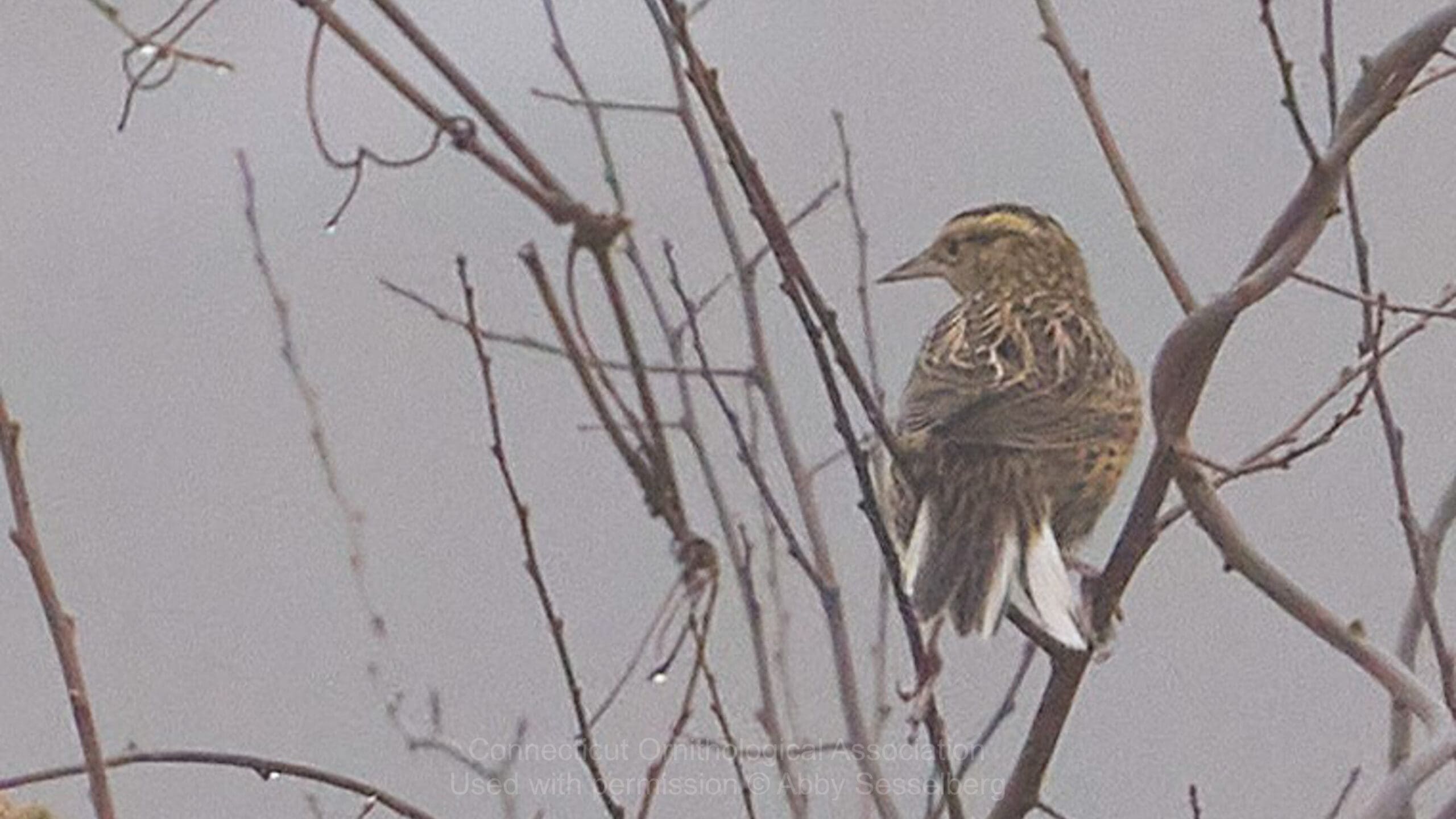 as_Eastern Medaowlark_16x9