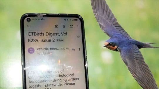 ctBirds Listserv Cell phone showing Listserv with swallow image