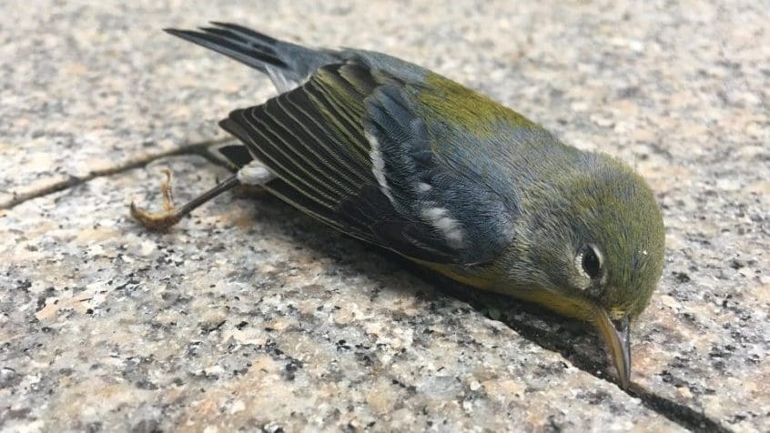 N Parula dead