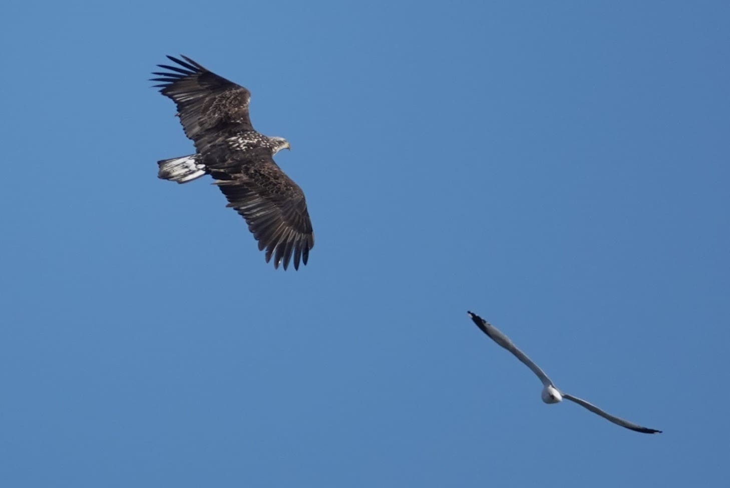 imm Bald Eagle with gull Riverside 2019