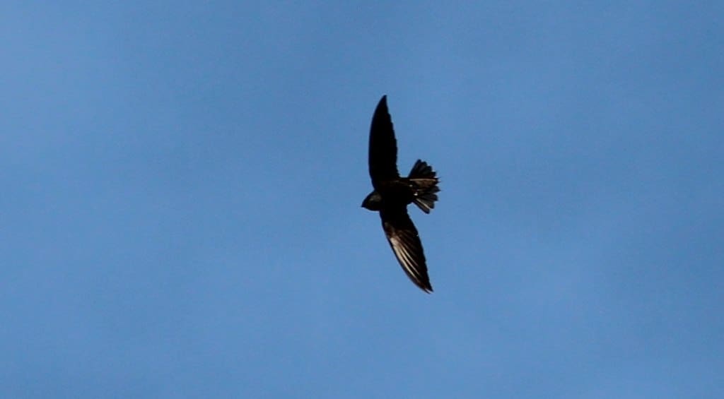 1024px-Chimney_Swift_(26351939181)