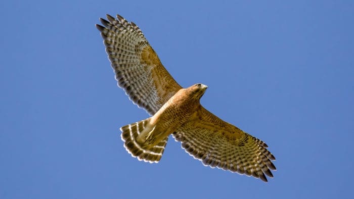 Red-shouldered Hawk