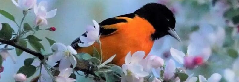 Baltimore Oriole a