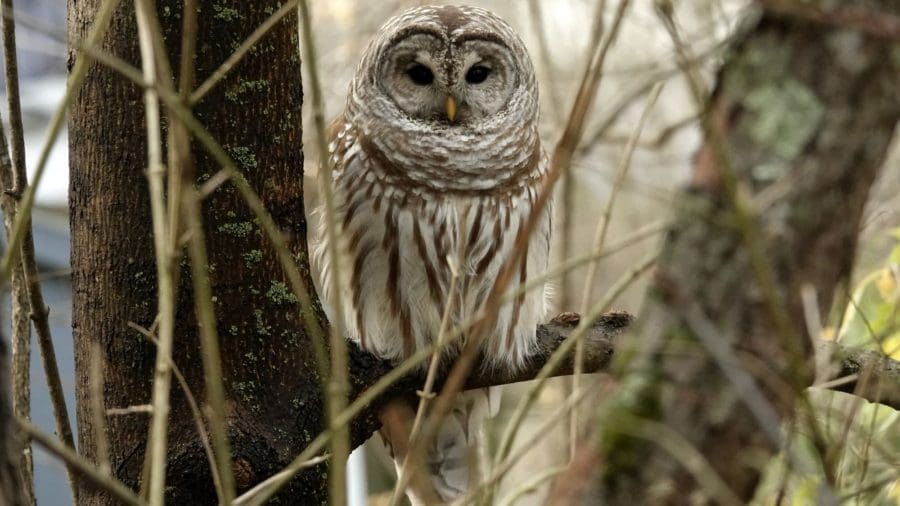 Barred Owl- C Ehlinger