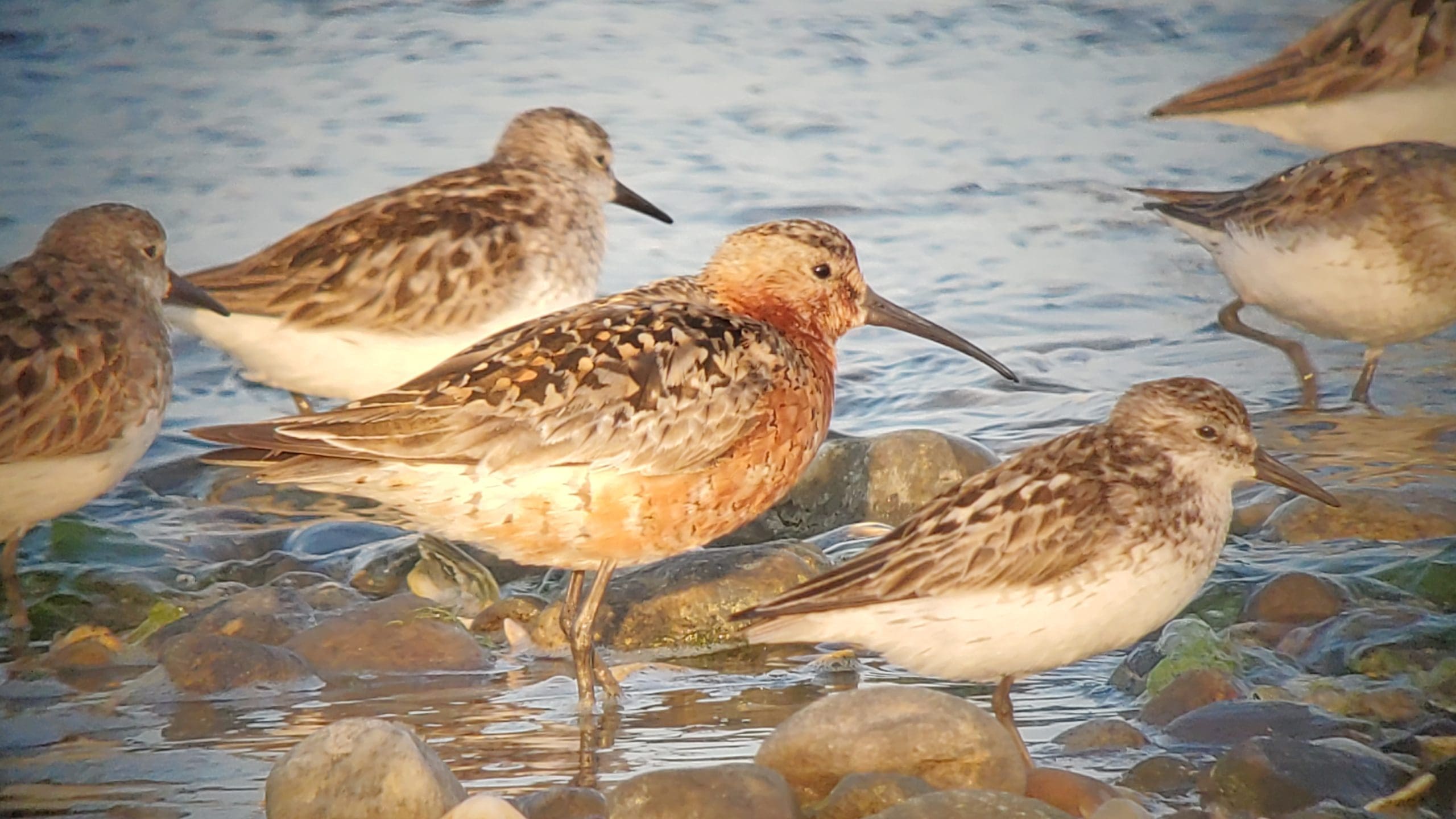 Curlew-Sandpiper-Frank-Gallo2