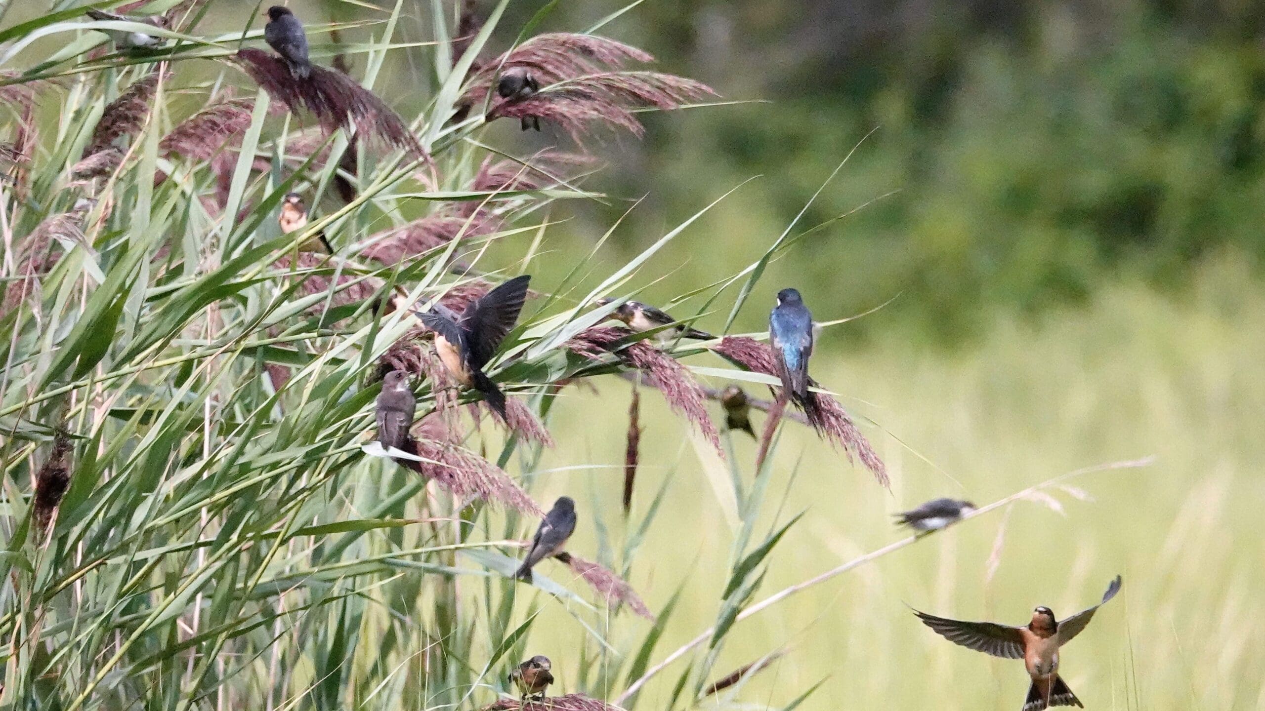 Swallows