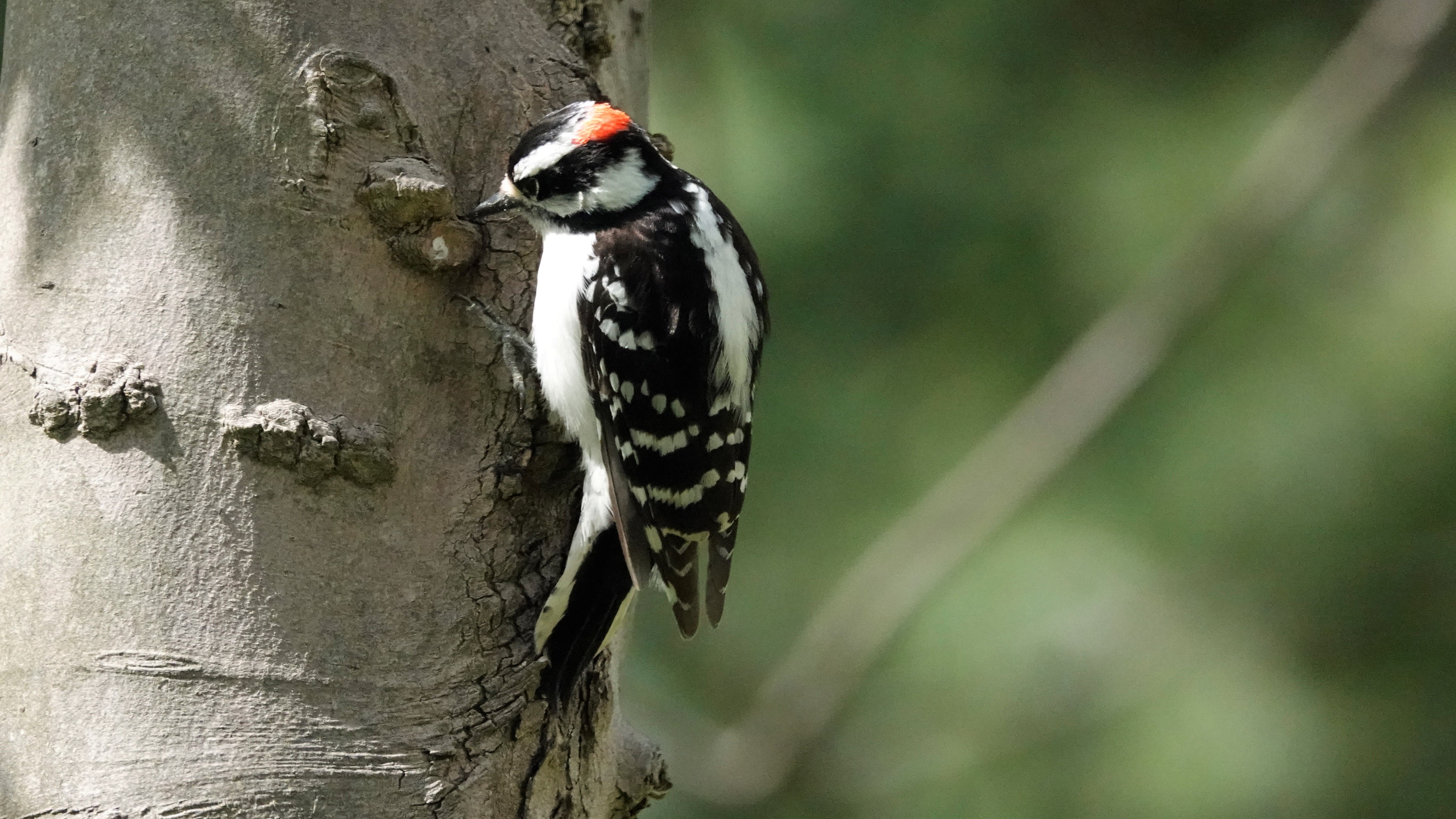 Downy Woodpecker 2021 CEhlinger