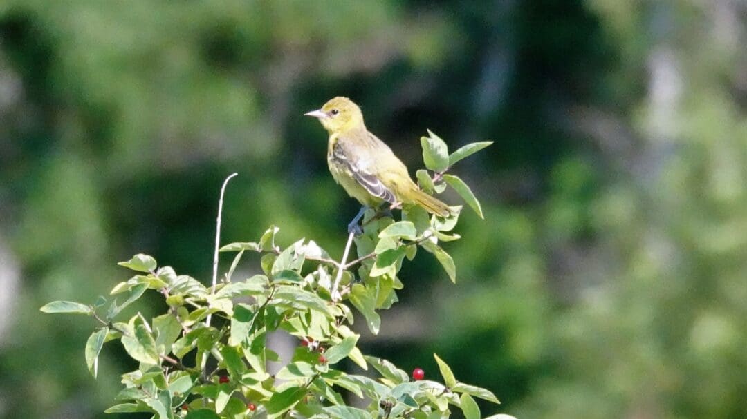 Orchard Oriole, Greenwich Point. July 2021. Cynthia Ehlinger