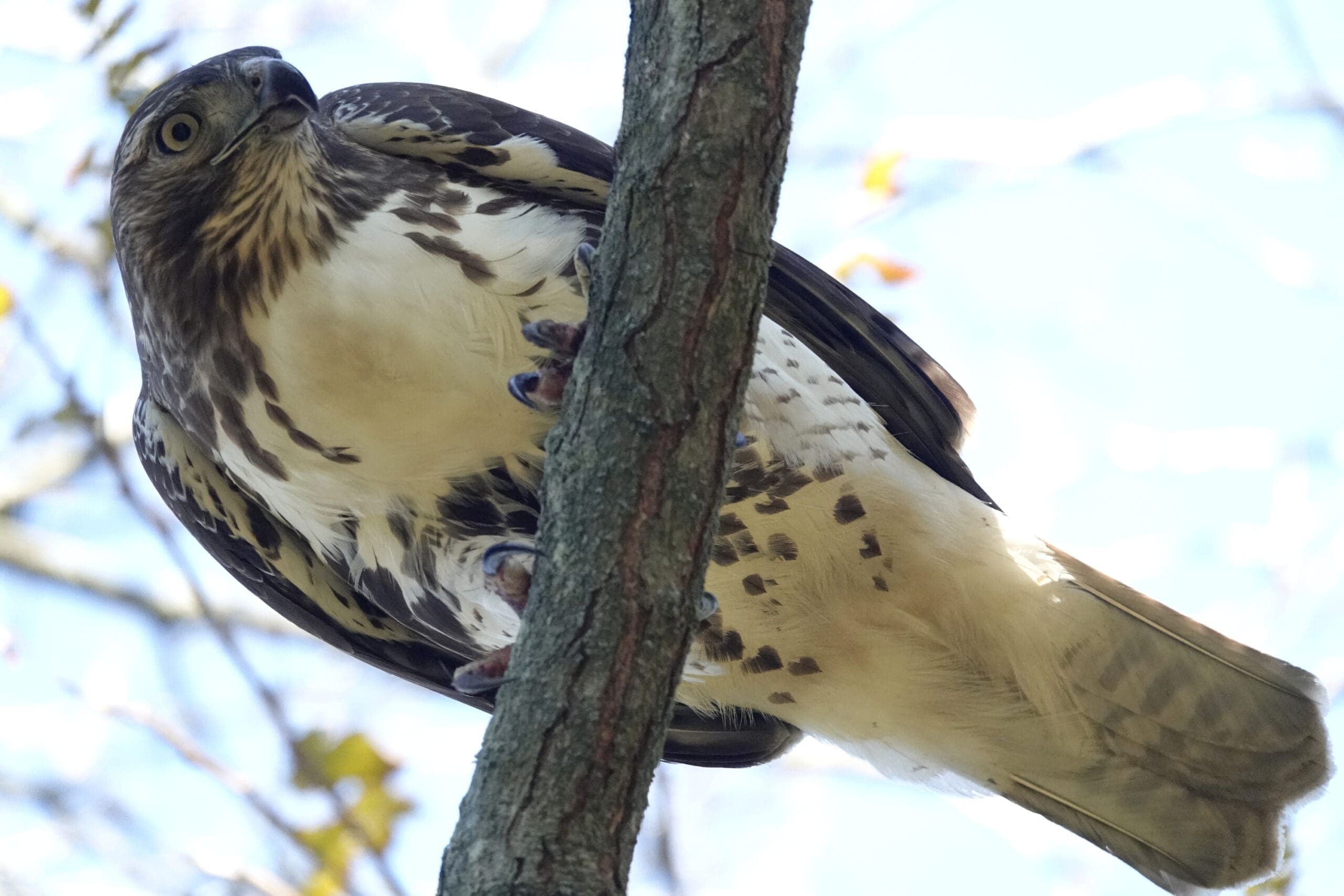 Red-tailed Hawk. C Ehlinger