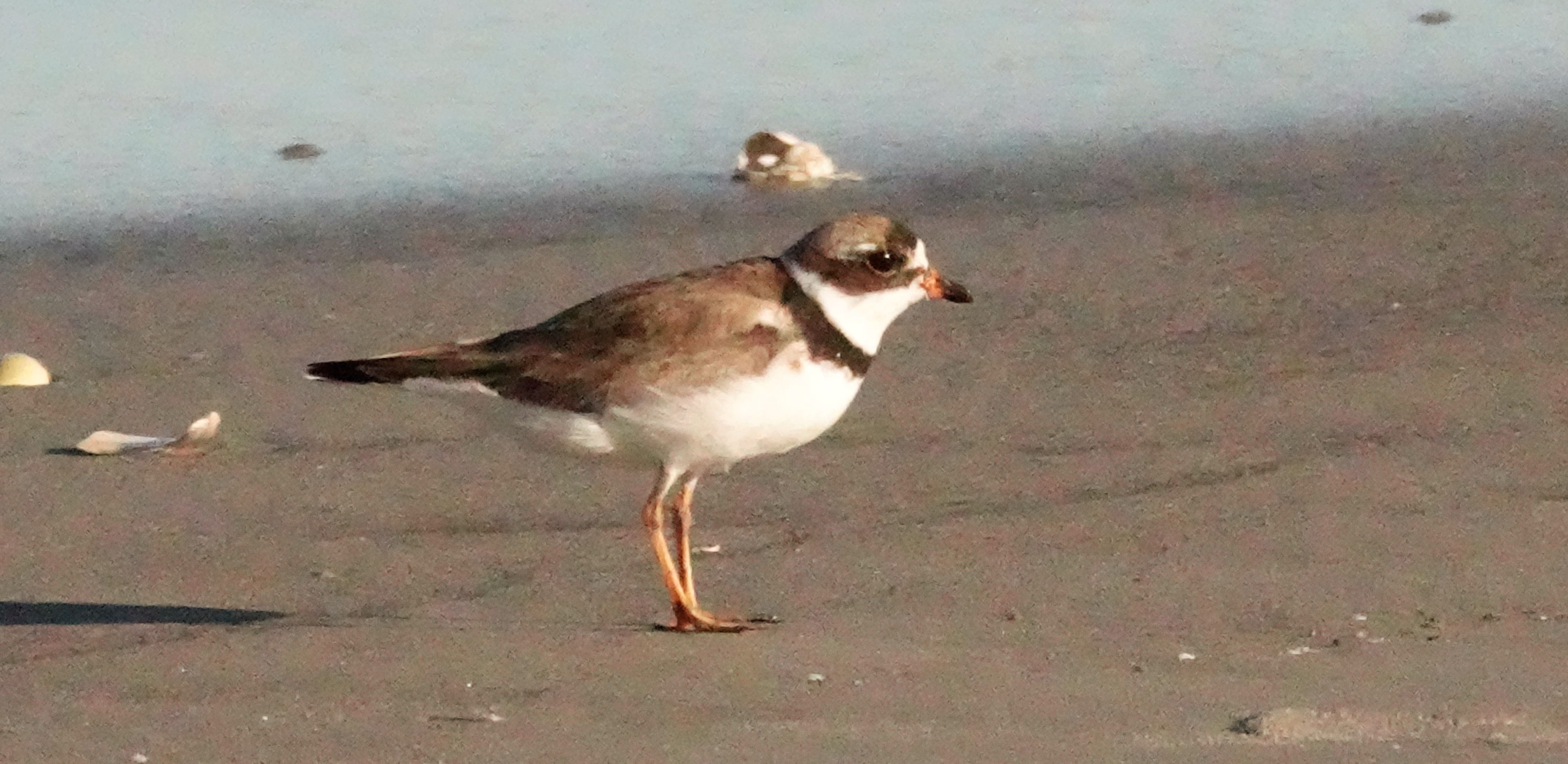 Semipalmated Plover. C. Ehlinger