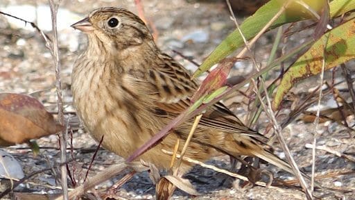 Smith's Longspur, Photo by Bill Rankin