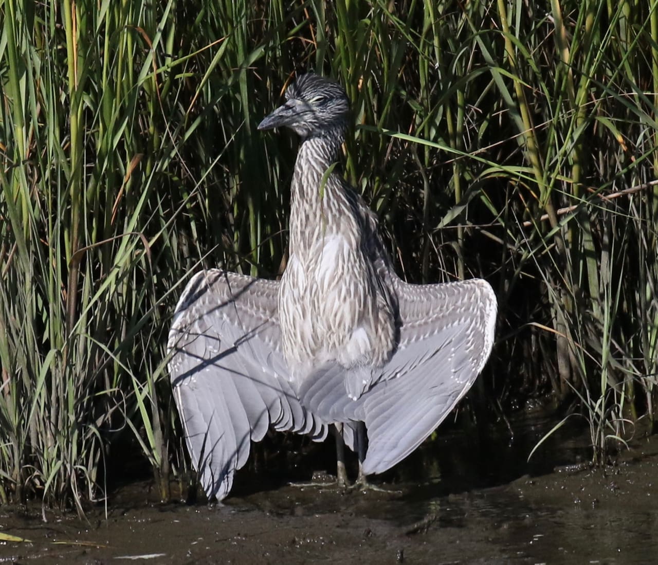 Yellow-crowned Night-Heron “Sun Salutation”